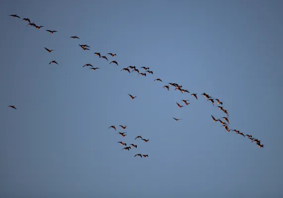 22.11.2025 SV 1813 Dennewitz vs. SV Hellas 09